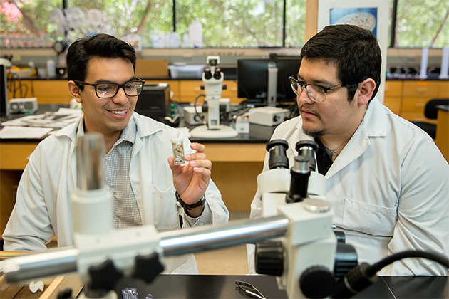 Under the guidance of Dr. Kathryn E. Perez, assistant professor of biology, UTRGV biology students Marco Arturo Martinez Cruz (at left) and Eli Ruiz are involved in research on snails found in Cameron County. Perez and the students recently discovered a new species of snail which they were able to name. (UTRGV Photo by Paul Chouy)