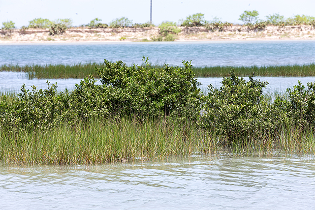 Three professors in the UTRGV School of Earth, Environmental and Marine Sciences are among a group of scientists awarded two-year research grants as part of the Texas OneGulf Center of Excellence. Their grant project will develop a predictive ecological model that gathers the cross-disciplinary information needed to predict future trends in water quality and ecosystem health for the Lower Laguna Madre. (UTRGV Photo by David Pike)