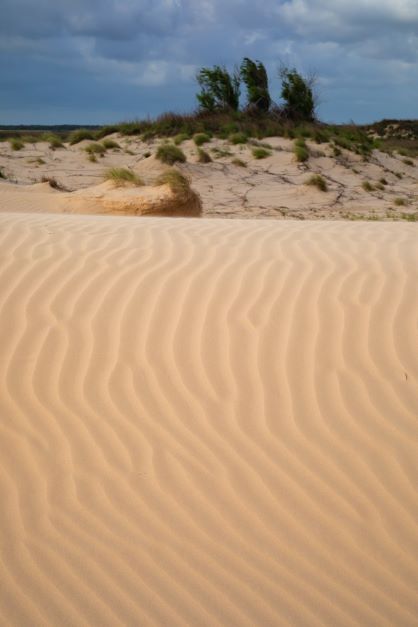 Dune Landscape