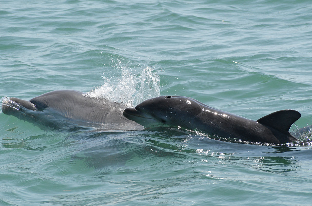 Dolphin moms use ‘baby talk’ with their calves
