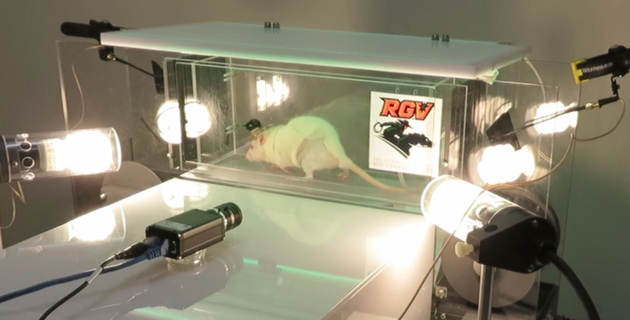 Lab animal with nerve regeneration device exercising