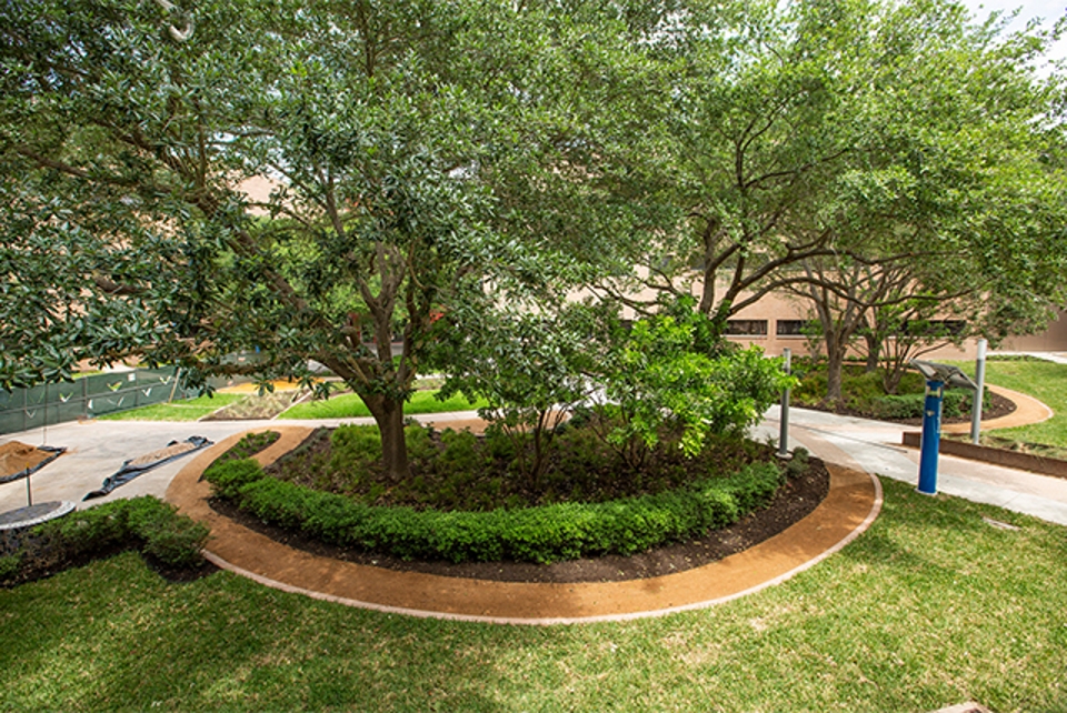 Beautiful trees at the UTRGV campus.