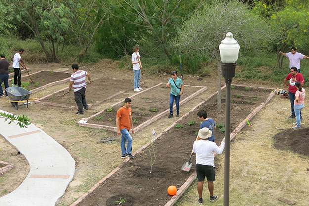 Laying out the drip lines for watering. Photo: JA Mustard