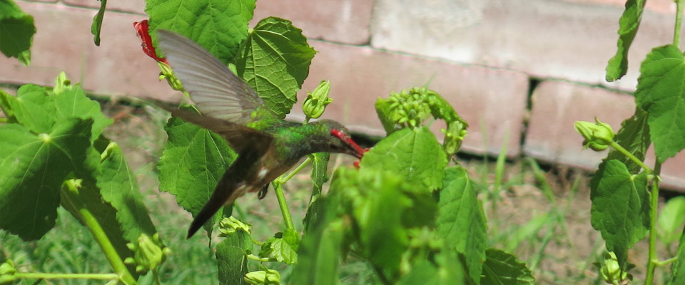 Hummingbird at turkscap. Photo: JA Mustard