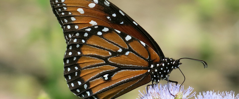Queen butterfly on Betonyleaf mistflower. Photo: JA Mustard