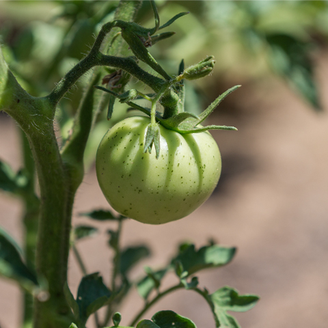 picture of a tomato grown on the C.R.A.W.F.I.S.H. garden on the UTRGV Brownsville Campus behind the Casa Bella student housing.