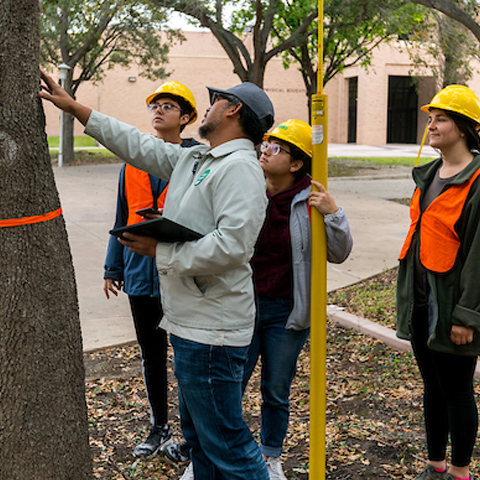 picture of students observing a tree for the urban forestry course at UTRGV