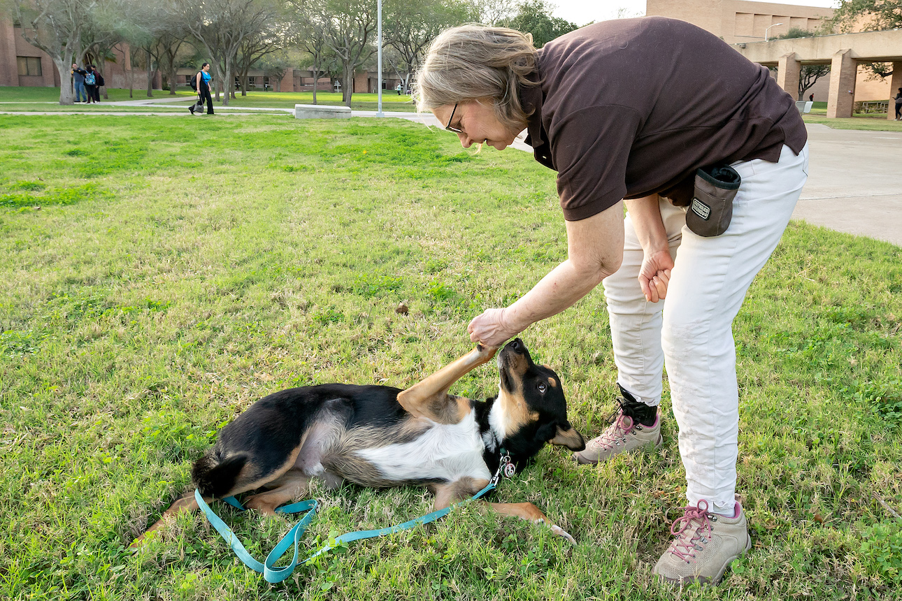 Professor trains rehabilitation dog in grassy area of campus