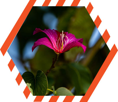 flower at UTRGV campus