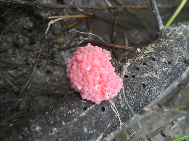 These bright pink egg sacs of the invasive freshwater Apple snail (Pomacea maculate) were found above the waterline at a former fish hatchery in Brownsville. The existence of the invasive snail’s presence in the Valley was confirmed through research published in June 2017 by Dr. Kathryn Perez, UTRGV assistant professor of biology, and her student, Victoria Garcia Gamboa, who graduated in 2016. Because the snail can reproduce thousands of eggs several times during its breeding season and can cause extensive damage to citrus and other crops, Perez is seeking community support to help destroy the egg sacs to stop its spread to neighboring bodies of water. (Courtesy Photo)