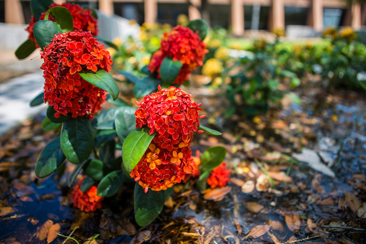 red flowers