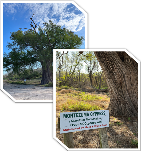 Montezuma Cypress