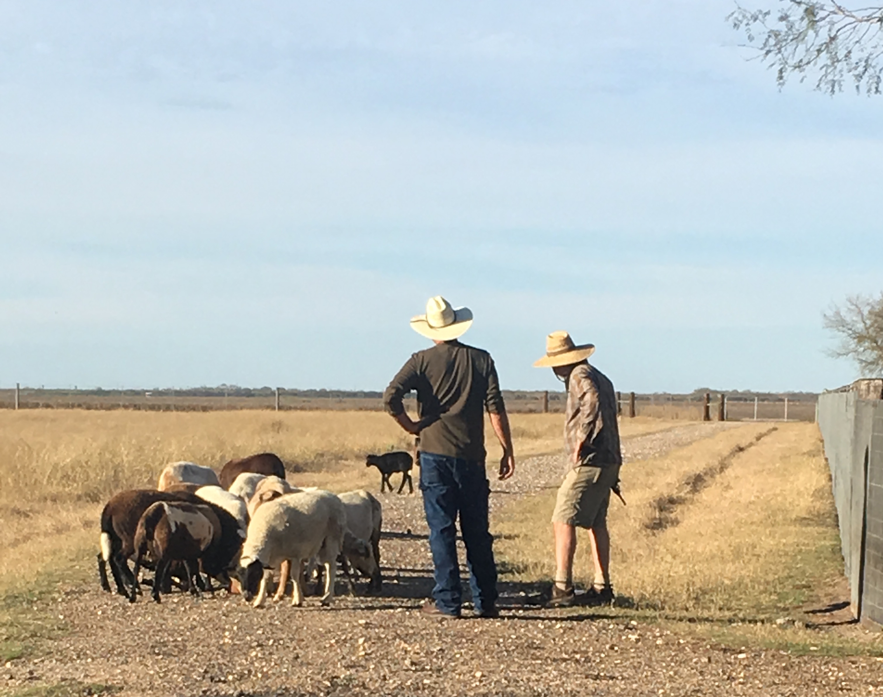 farmers observe livestock