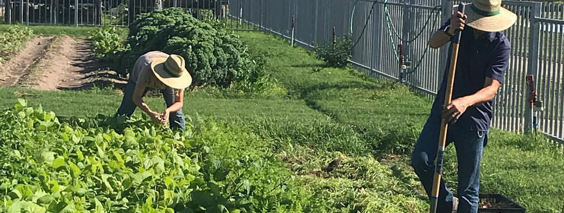 two students volunteer in the garden which is ready for harvesting.