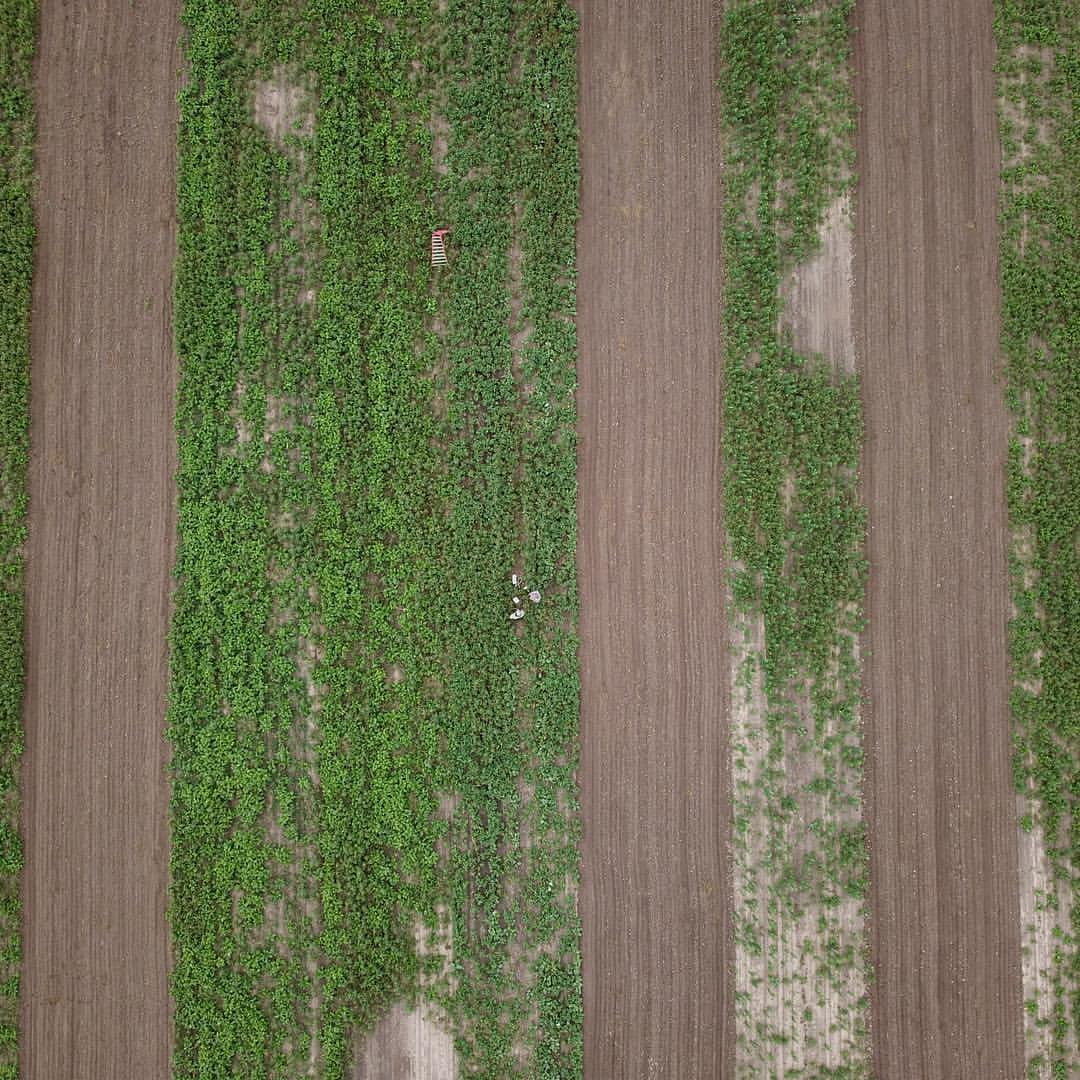 aerial photo captured by the drone. crops undergoing cover crop. 