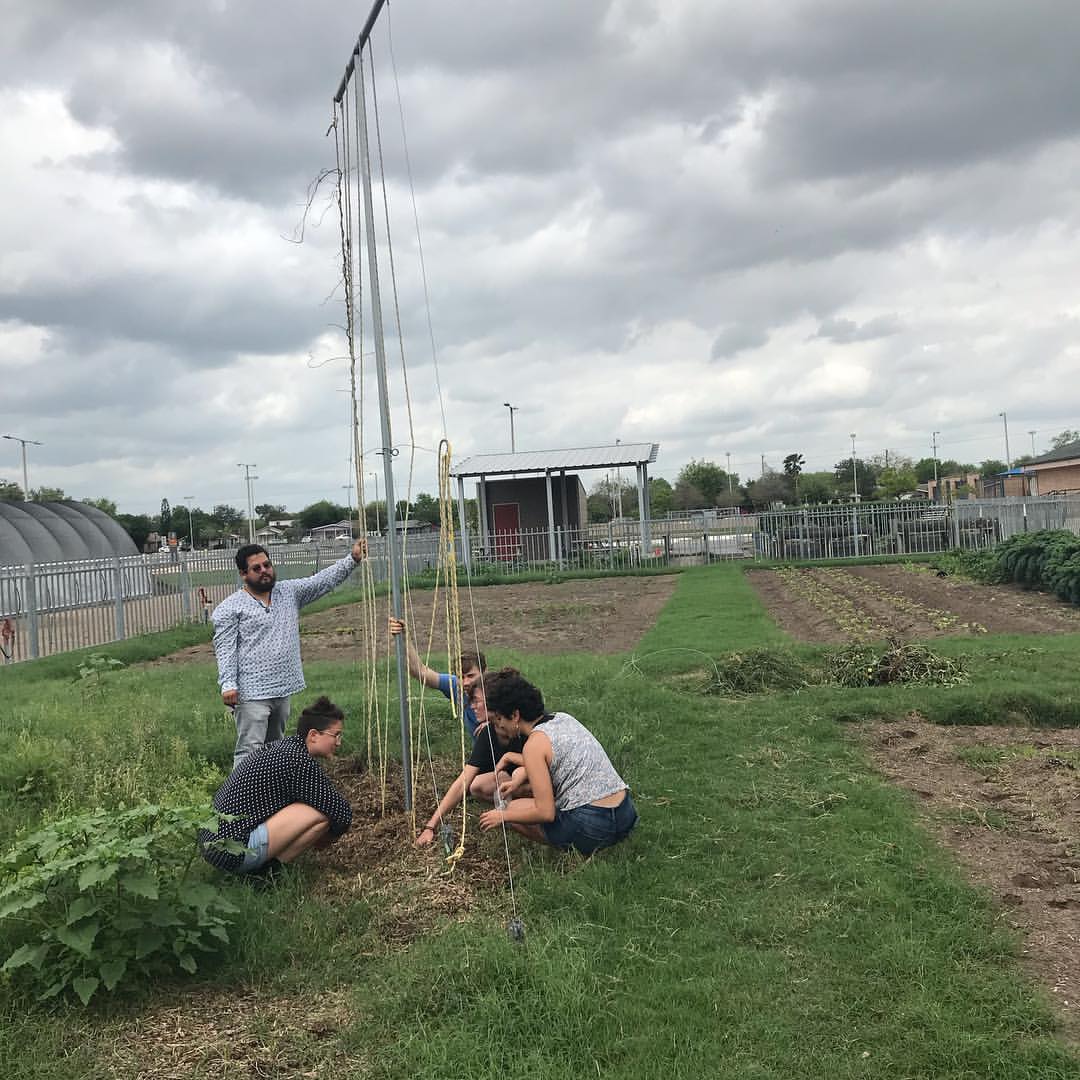 group of students installs a trellis for growing cucumbers. 