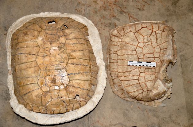 Giant Tortoise Shells side by side