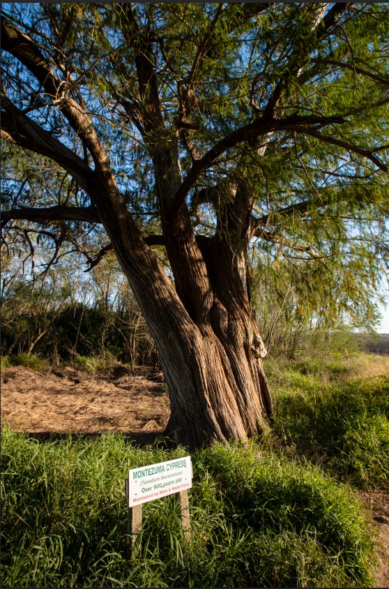 montezuma-cypress-tree-abram-tx