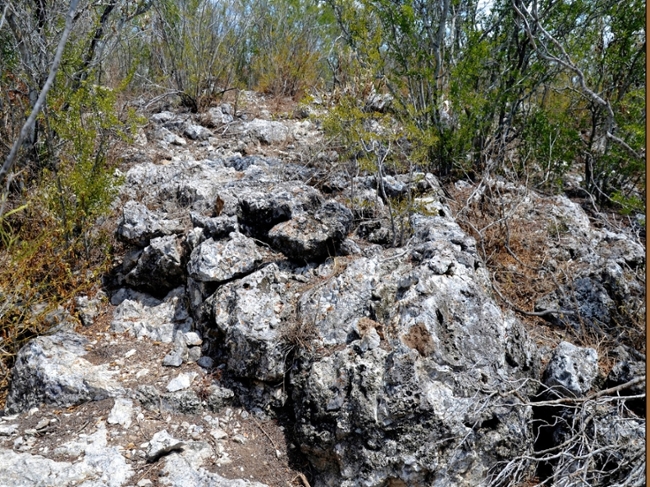 El Sauz Chert