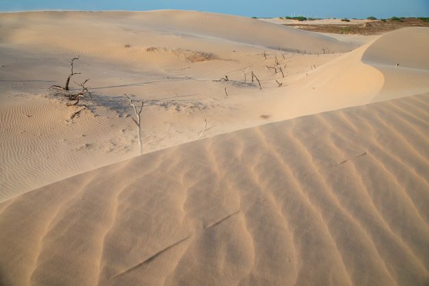 South Texas Sand Sheet Dunes Kenedy County Ranch