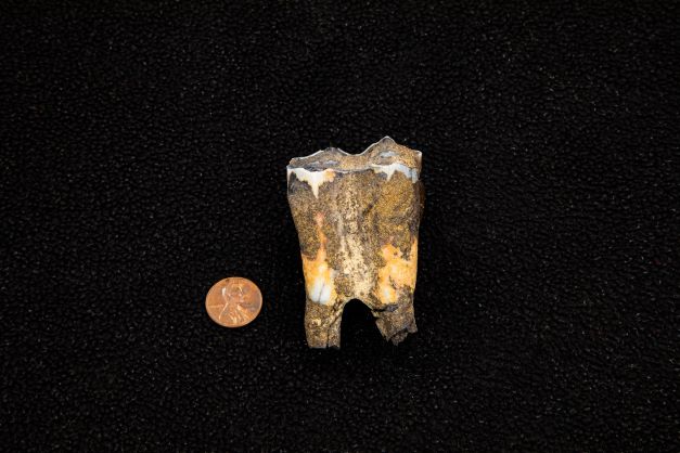 Bison Tooth