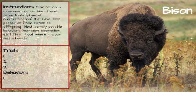 Race for Bison
