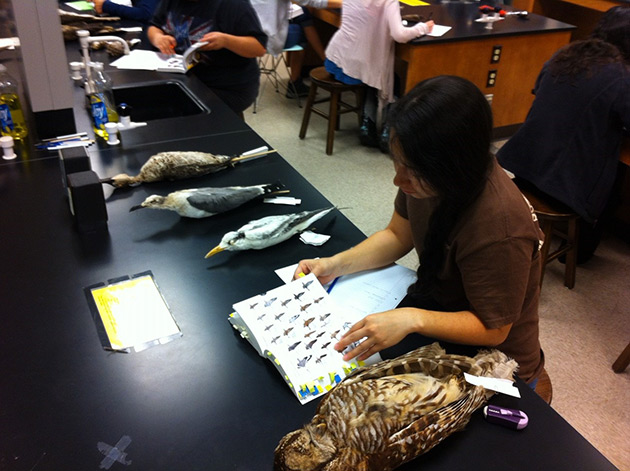 Student examining different birds