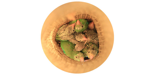 Inside parrotlet nest tube