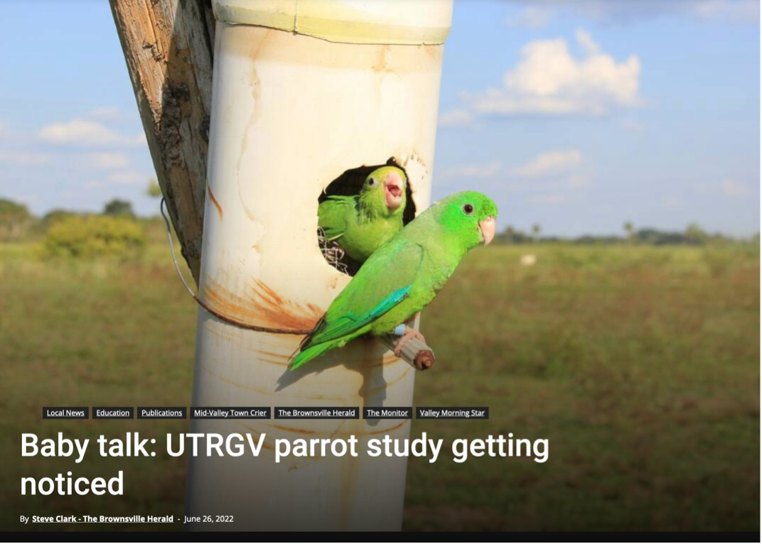 baby talk utrgv parrot