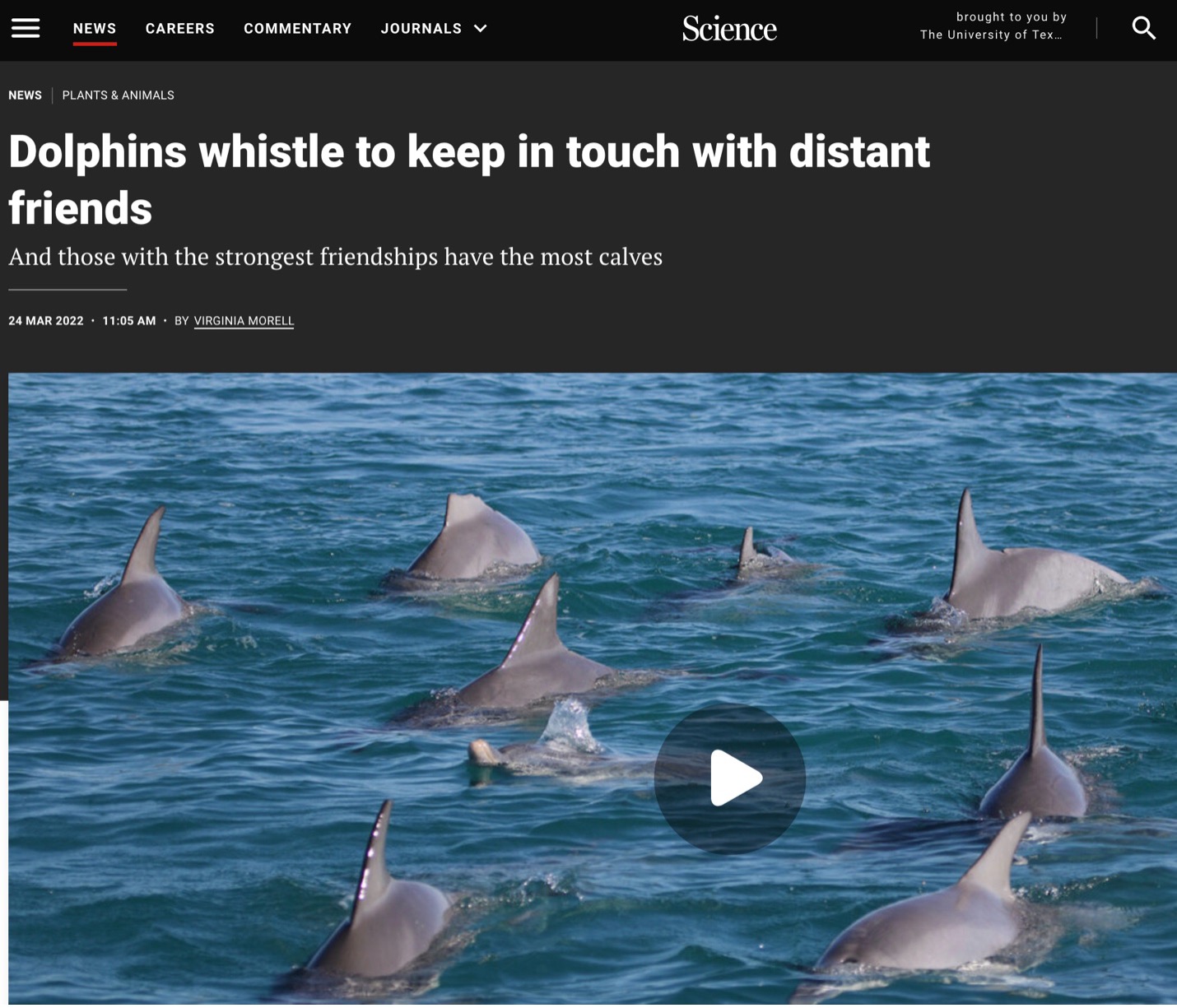 dolphins-whistle.jpg