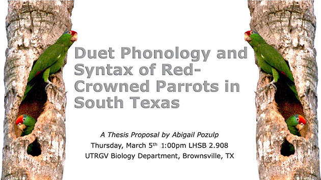 Duet Phonology and Syntax of Red-Crowned Parrots in South Texas - A Thesis proposal by Abigail Pozlup, Thursday March 5th, 1:00pm, LSBH 2.908, UTRGV Biology Department, Brownsville, TX