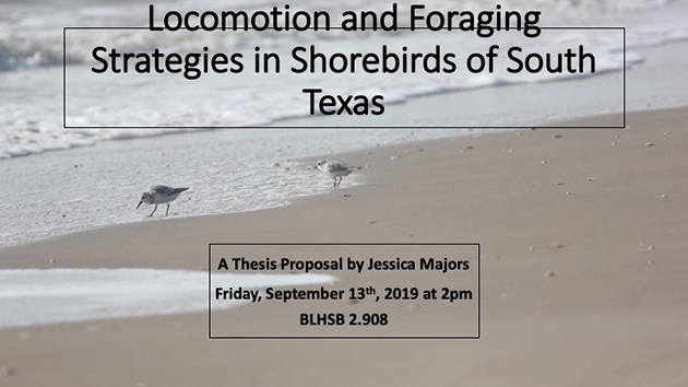 Locomotion and Foraging Strategies in Shorebird of South Texas, A thesis proposal by Jessica Majors, Firday, September 13th, 2019 at 2pm, BLHSB 2.908