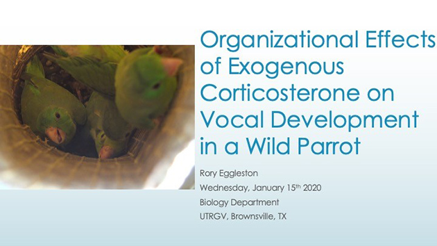 Organizational Events of Exogeneous Corticosterone on Vocal Development in a Wild Parrot, Ray Eggleston, Wednesday, January 15th 2020,, Biology Department, UTRGV, Brownsville TX