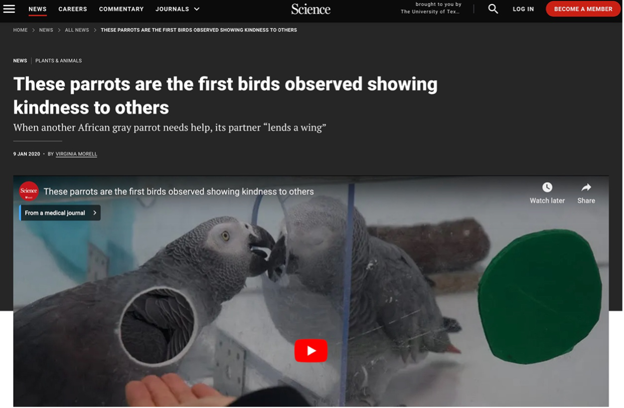 News Article Thumbnail about parrots being the first birds to show kindness to one another