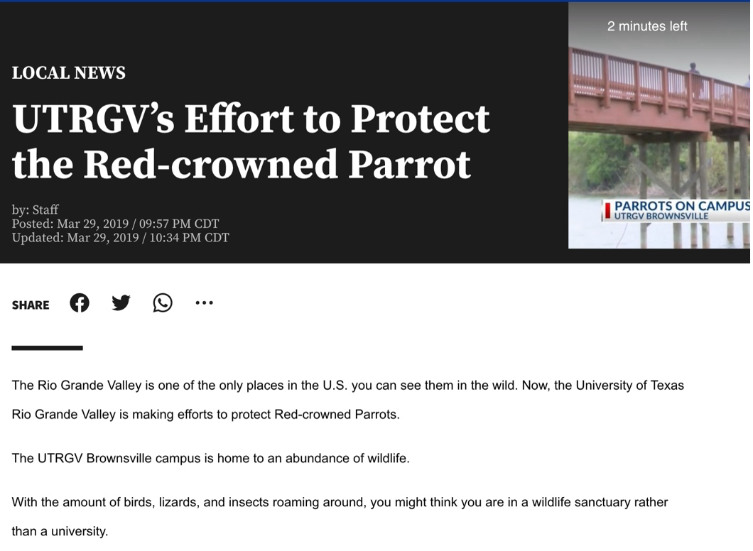 utrgv effort protect red crowned parrot