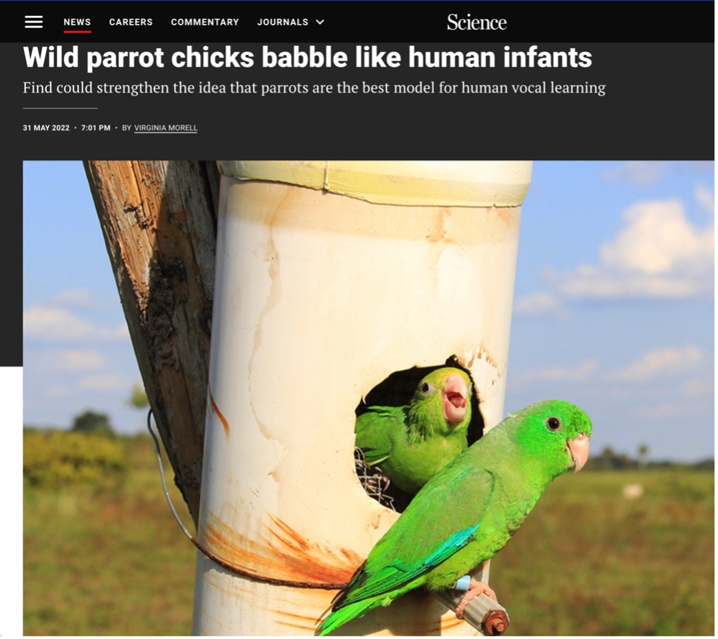 wild-parrot-chicks-babble.jpg