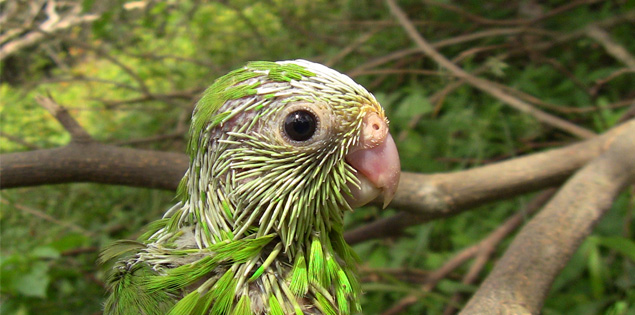 Parrotlet on branch