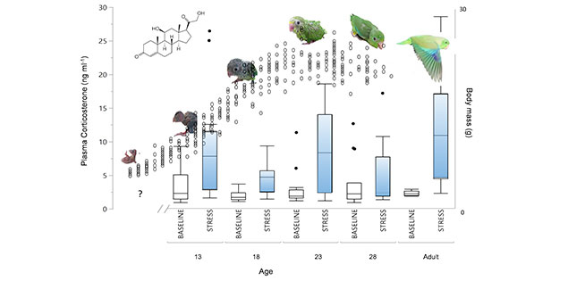 Nestlings parrotlets showing physiological responsiveness to the environment earlier than predicted for altricial species 