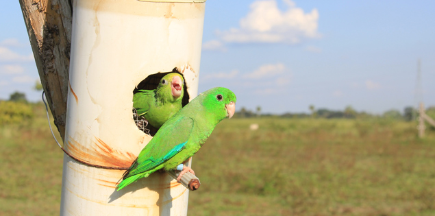 Parrotlets perched on nesting tube