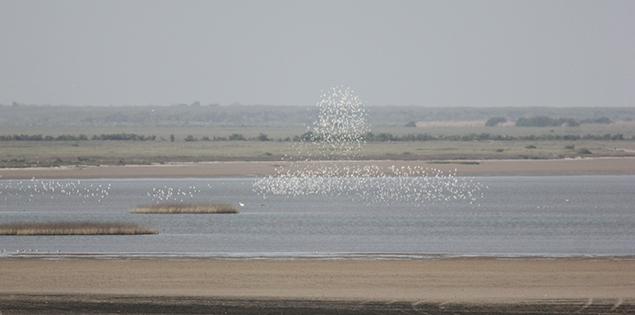flock of shorebirds