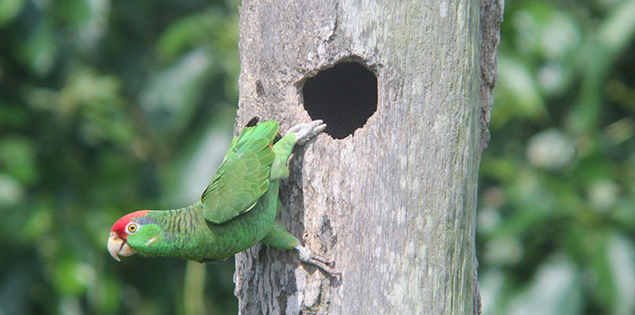 parrot on a tree