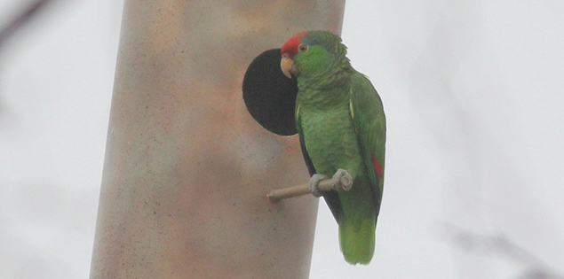 parrot roosting