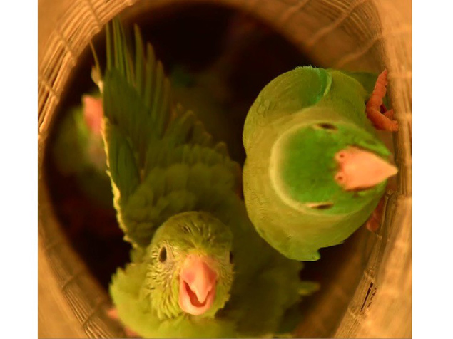 Parrotlet Nest