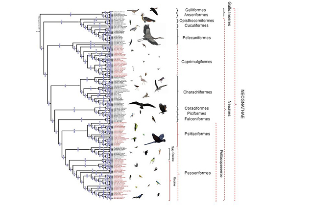 Phylogenic Tree