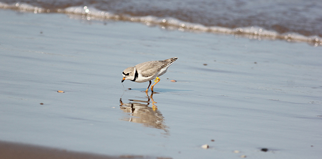 piping plover on shoreline