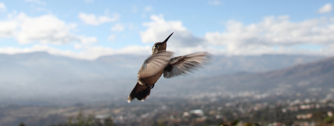 Hummingbird