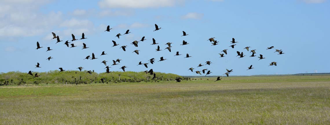 Flock of Birds