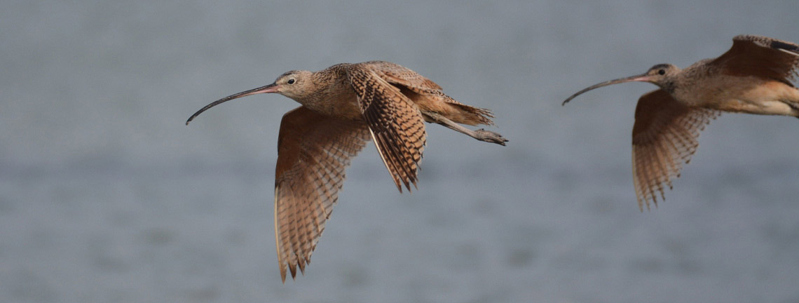 Ibis Flying