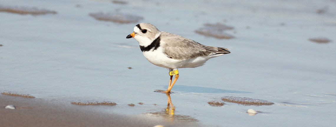 Sandpiper