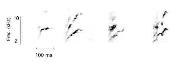 Spectrogram of signature contact calls from four nestling parrotlet siblings